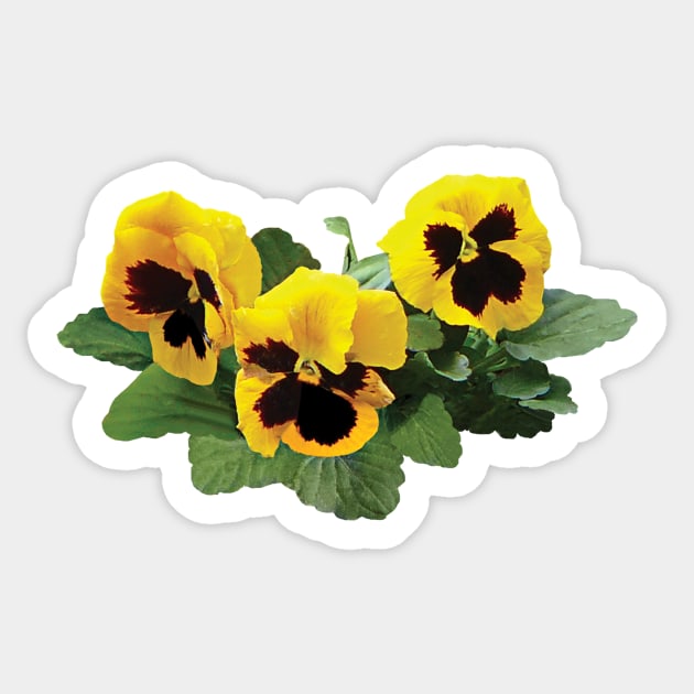 Three Yellow Pansies Sticker by SusanSavad